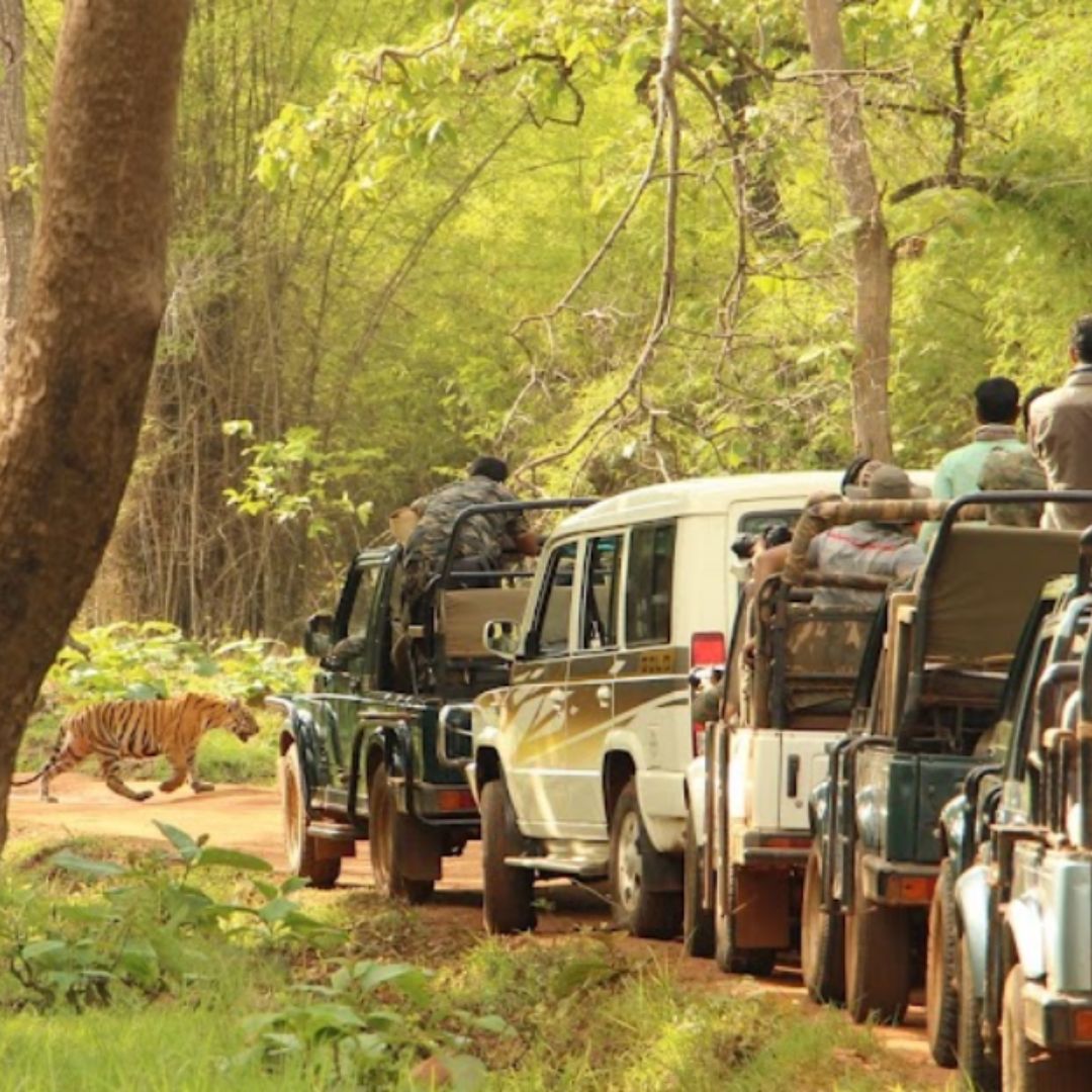 Réserve de tigres de Tadoba Andhari