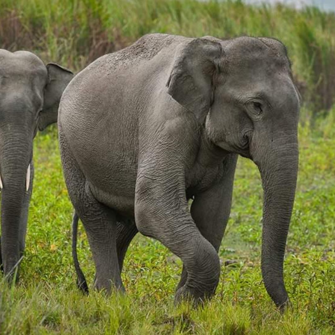 Parc National De Kaziranga