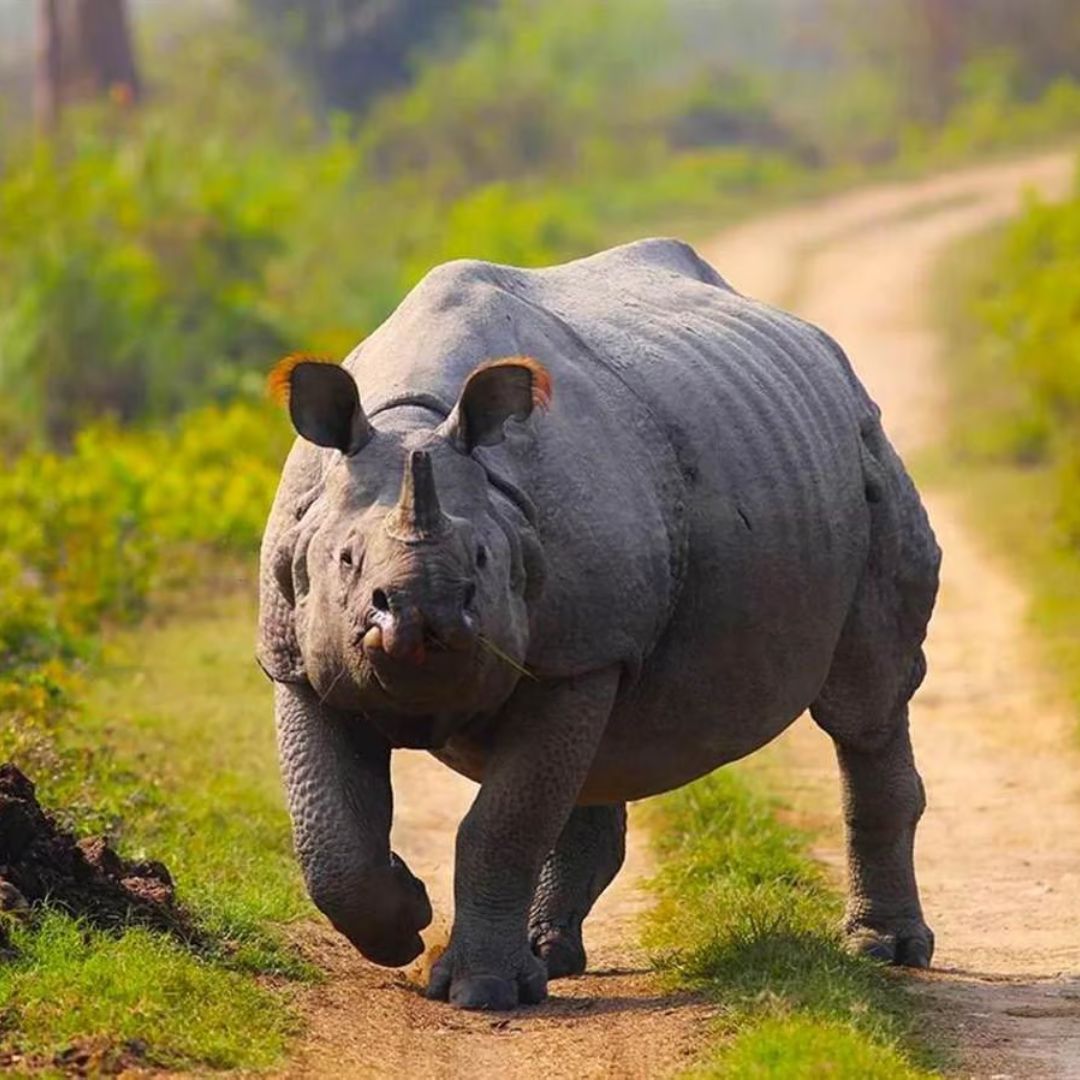 Rhinocéros Indien