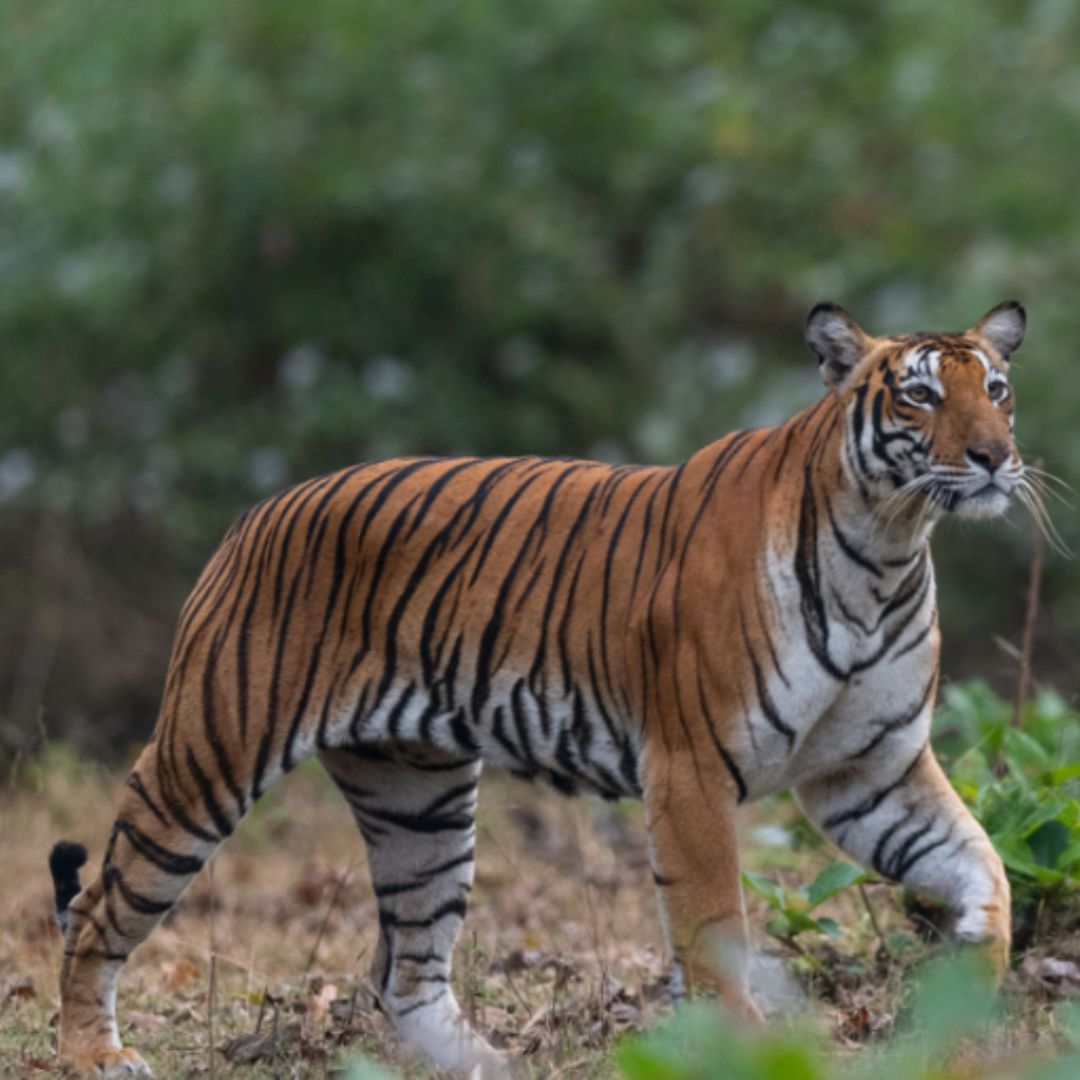 Parc National De Nagarhole