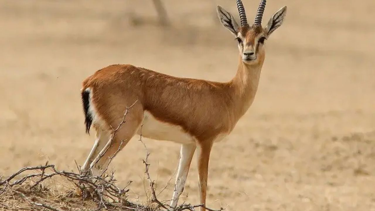 Gazelle Indienne