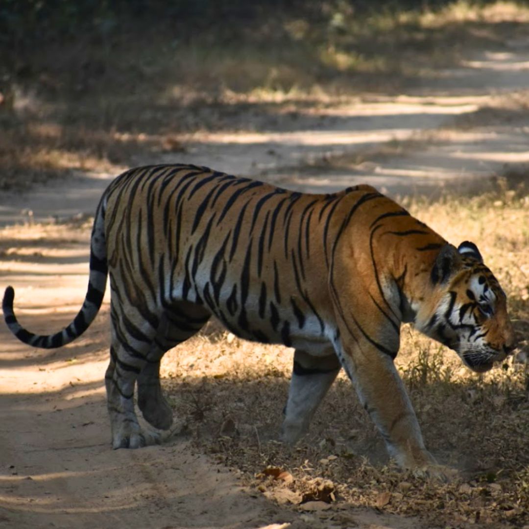 Meilleure Période Pour Voir Des Tigres En Inde