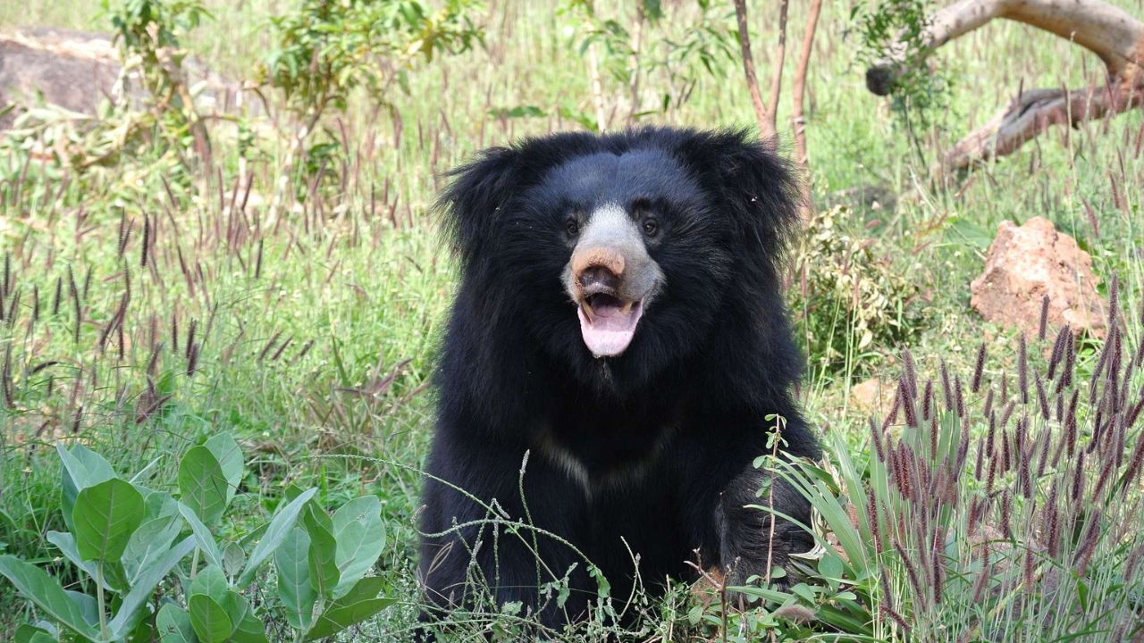 L’Ours Paresseux Indien