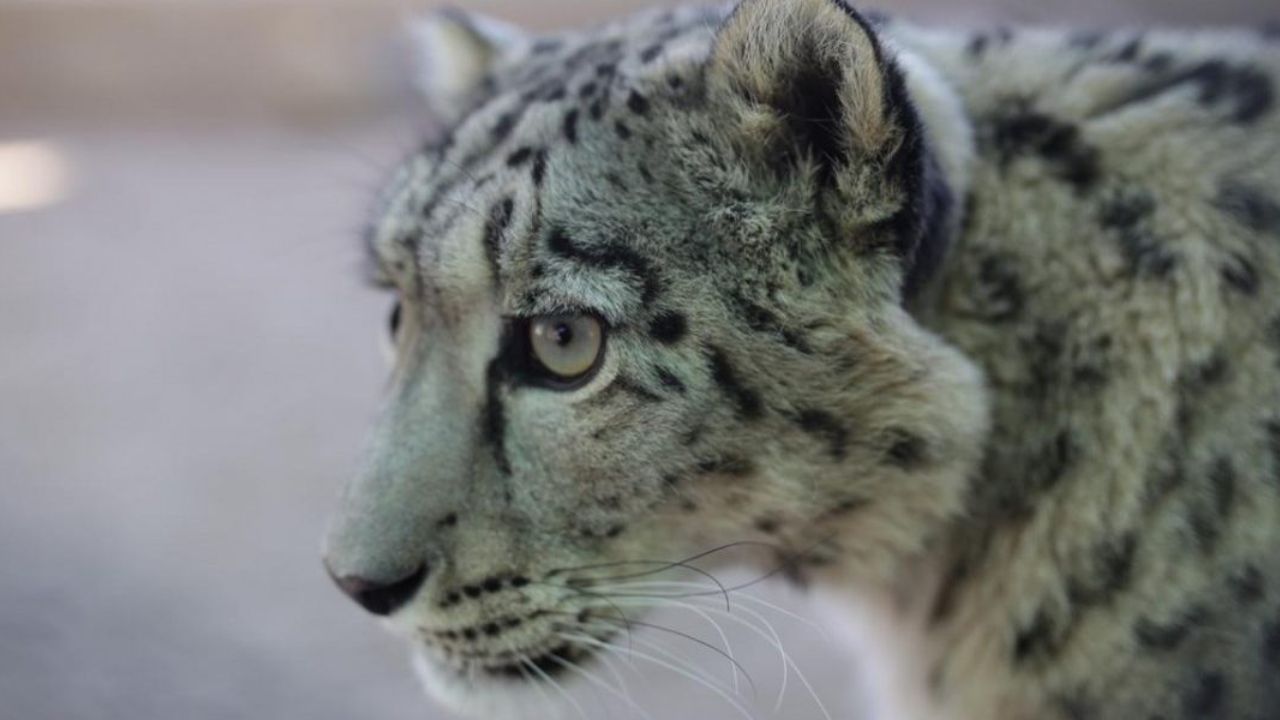 Léopard des Neiges de l’Himalaya