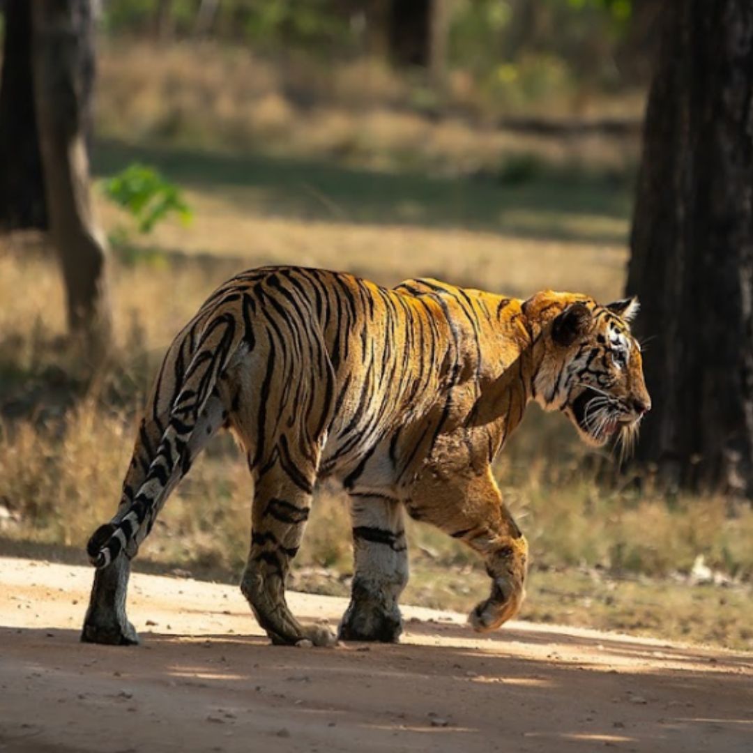 Le Parc National de Bandhavgarh