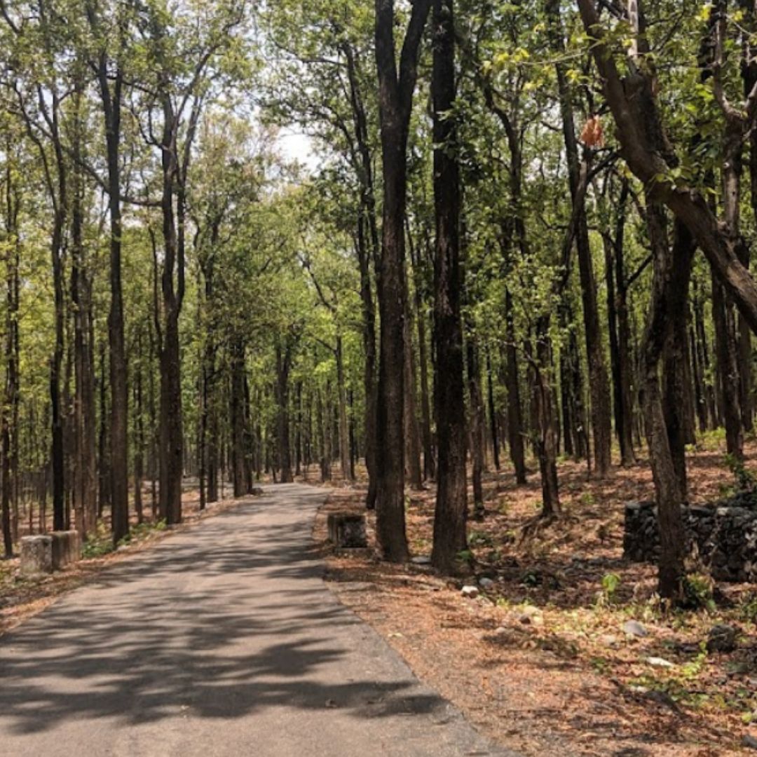 Réserve de Tigres de Pench