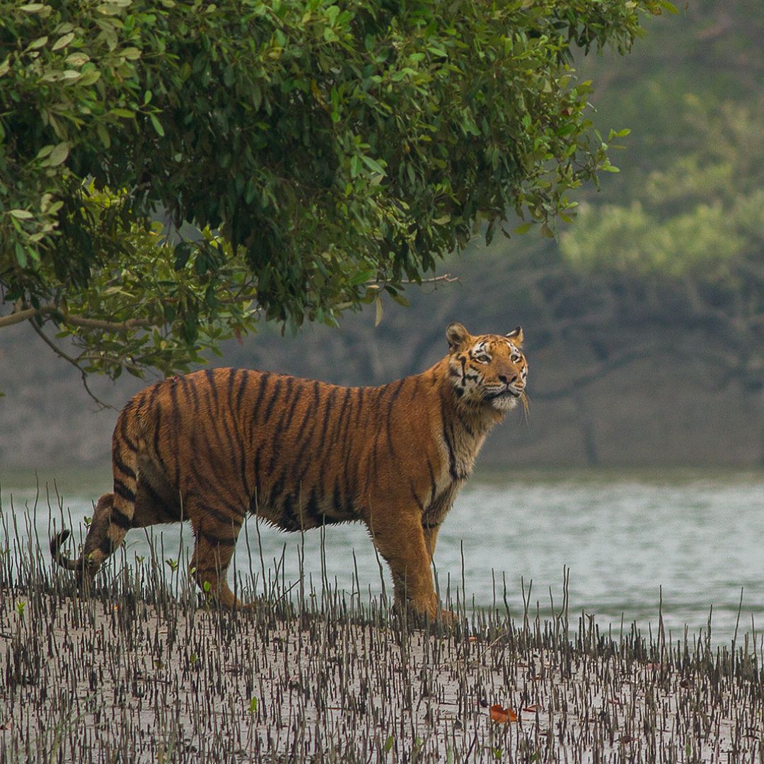 Tigre Royal Du Bengale