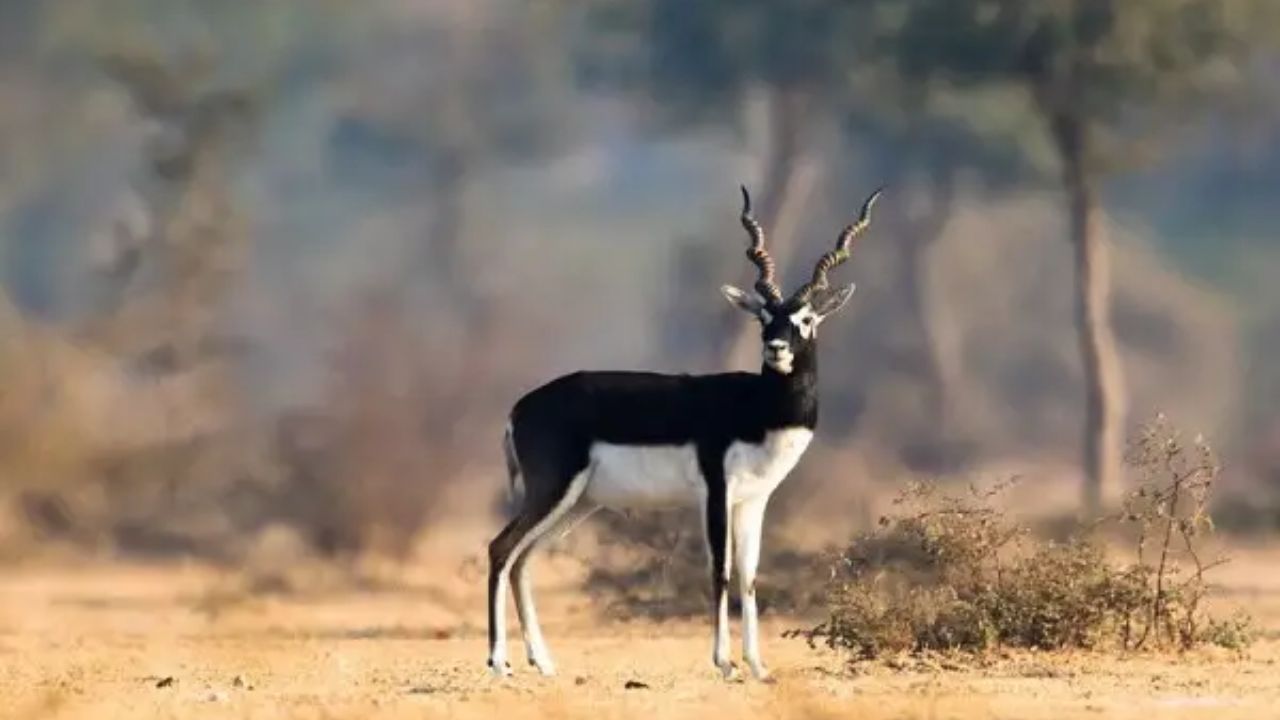 The Black Buck ou Antilope cervicapre