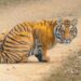 Tigre Safari à Parc national de Ranthambore en Inde
