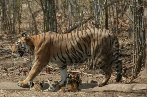 Safari de Tigre