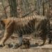 Safari de Tigre