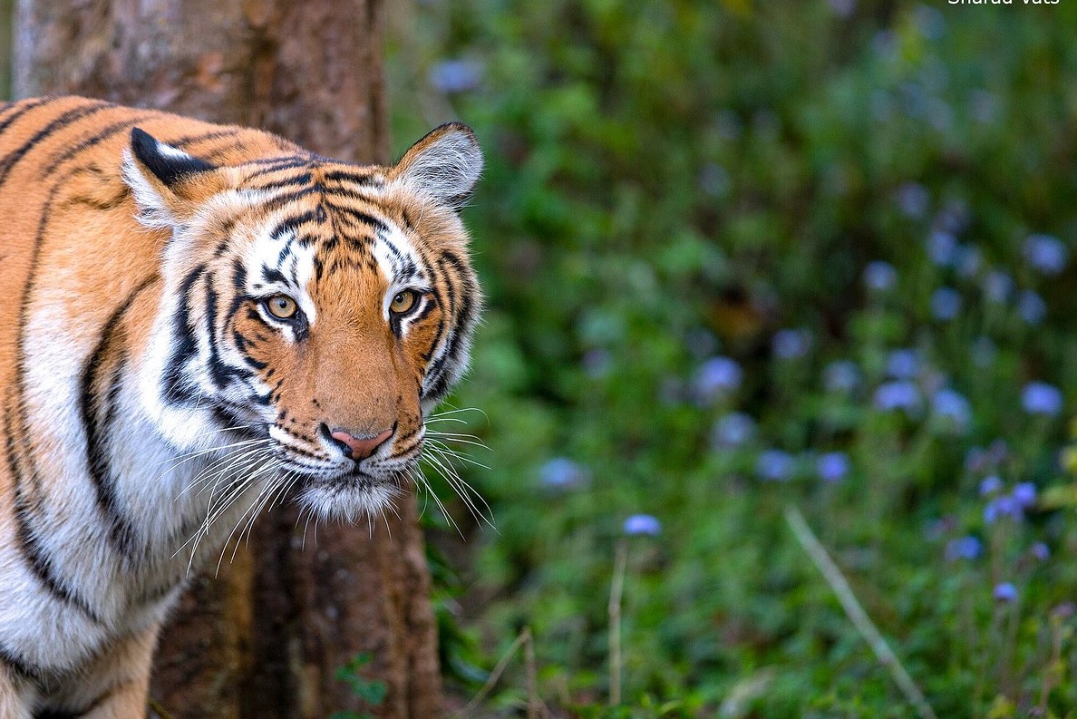 Safari d’observation des tigres à Kanha