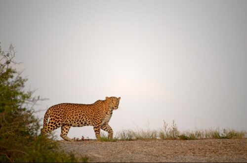 Safari de Leopard en Inde