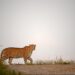 Safari de Leopard en Inde