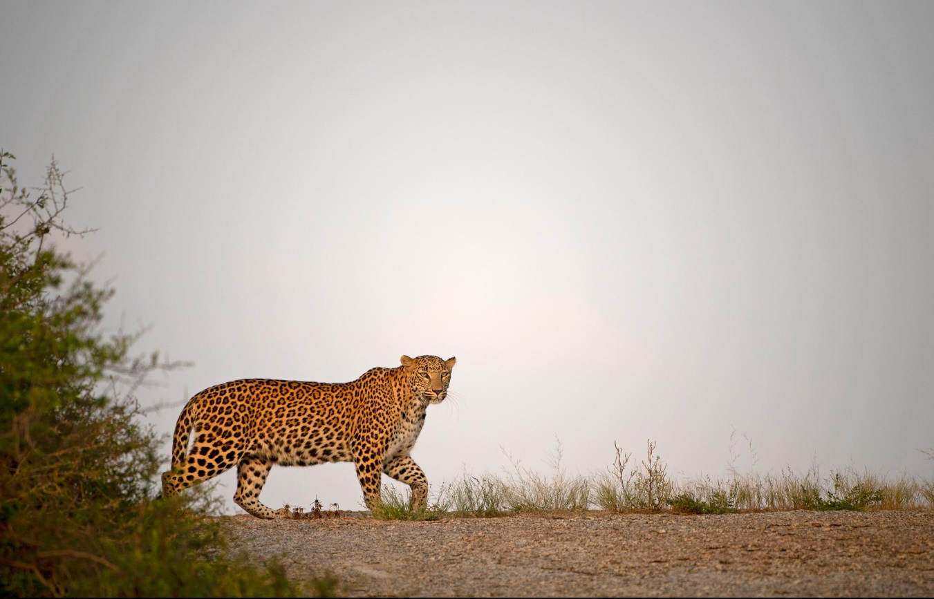 Safari léopard en Inde du Nord