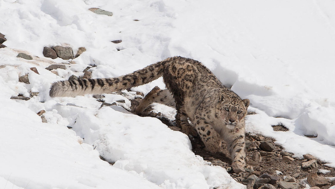 Parc national d'Hemis, Jammu-et-Cachemire