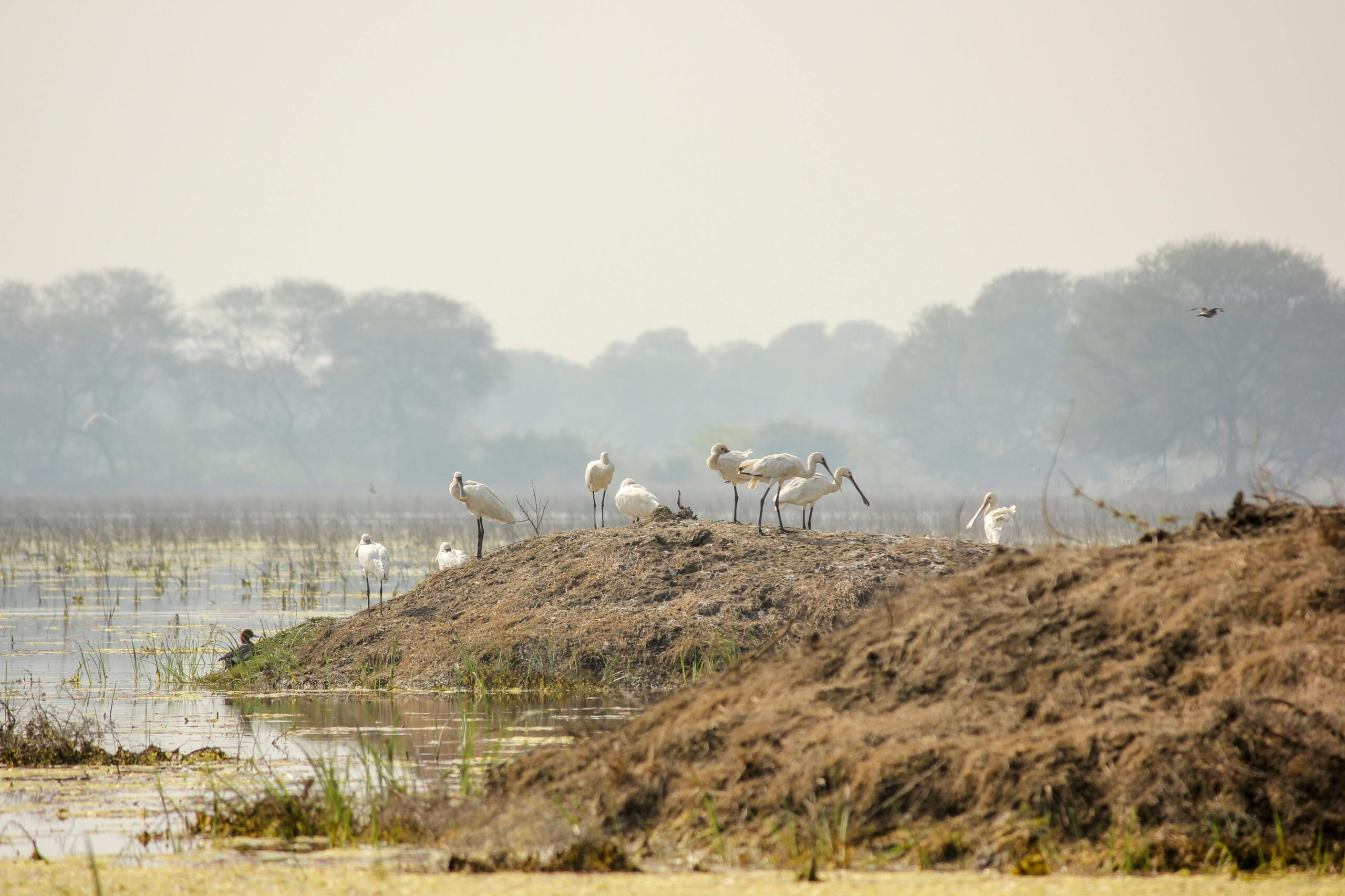 Parc national de Keoladeo