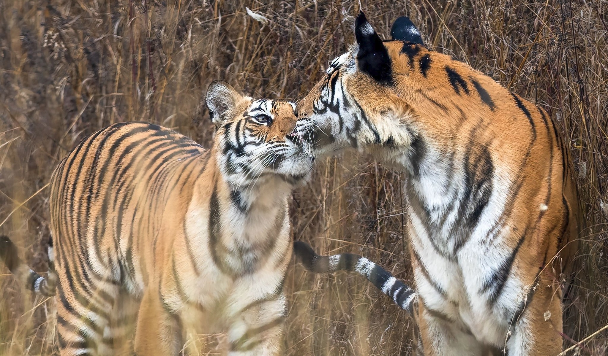 Safari d'observation des tigres en Inde centrale