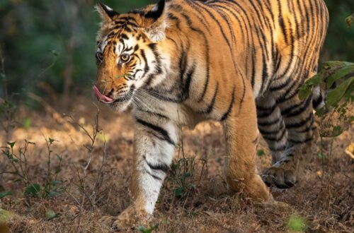 Safari d'observation des tigres en Inde centrale