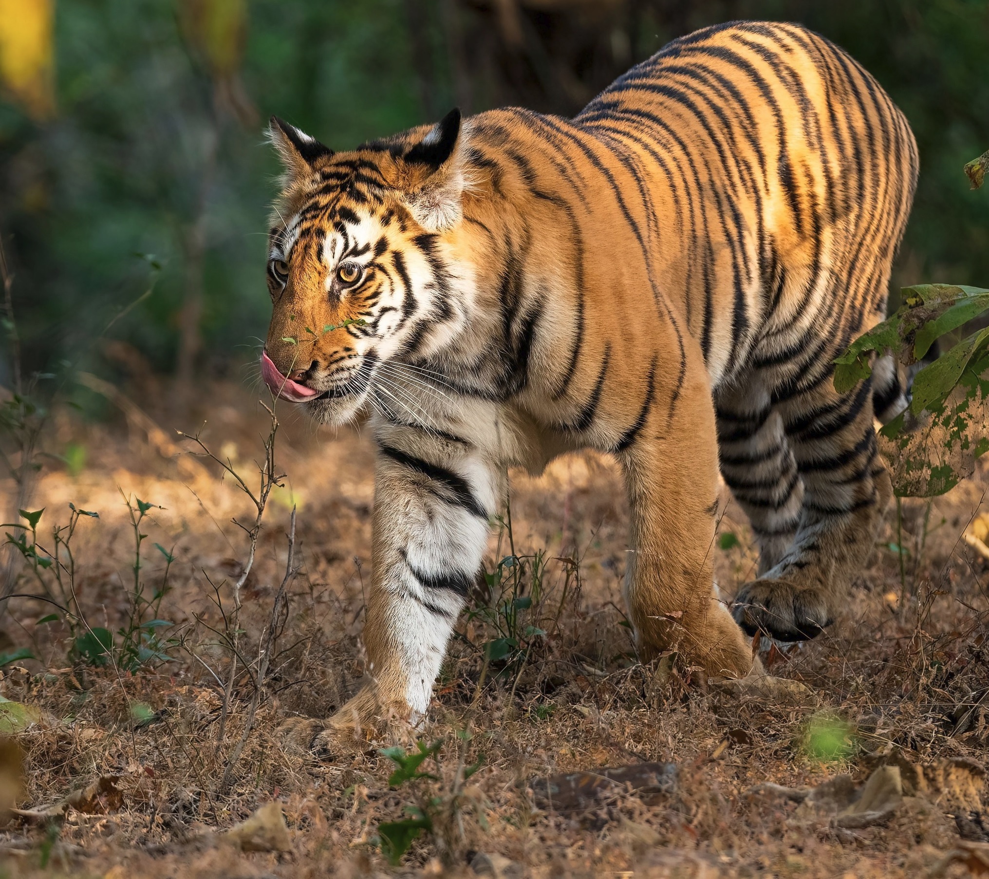 Safari d'observation des tigres en Inde centrale