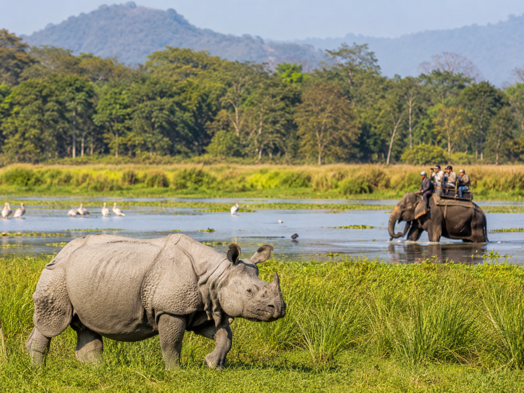Parc National de Kaziranga : Guide Safari Complet en Assam