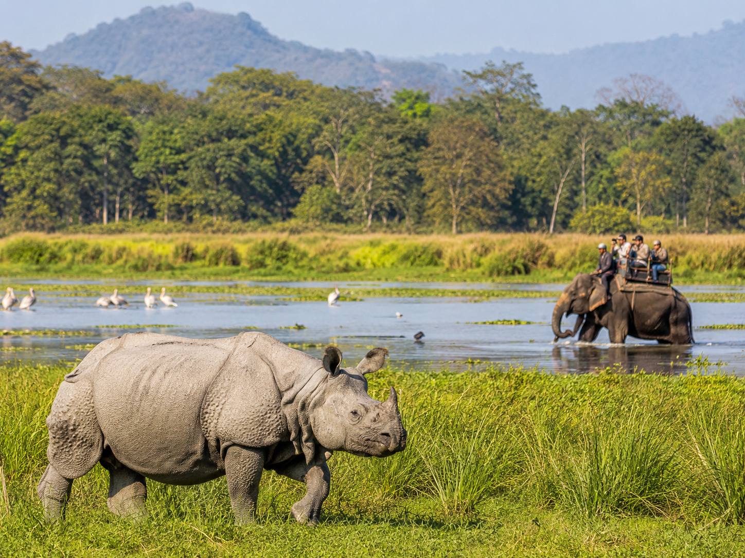 Guide complet du parc national de Kaziranga
