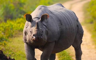 Rhinocéros Indien