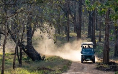 Safari En Jeep