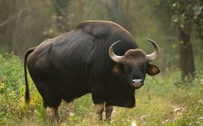 Bison Indien