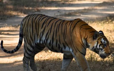 Meilleure Période Pour Voir Des Tigres En Inde