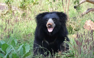 L’Ours Paresseux Indien