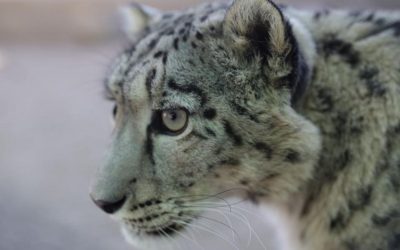 Léopard des Neiges de l’Himalaya