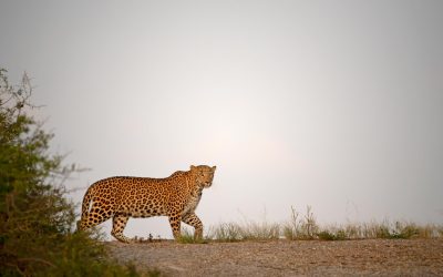 Safari léopard en Inde du Nord