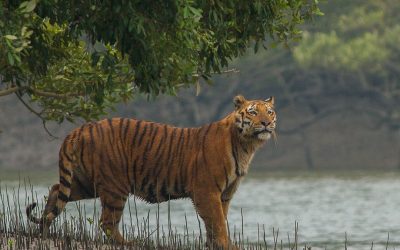 Sundarban