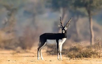 The Black Buck ou Antilope cervicapre