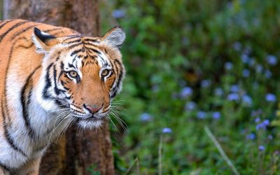 Safari d’observation des tigres à Kanha