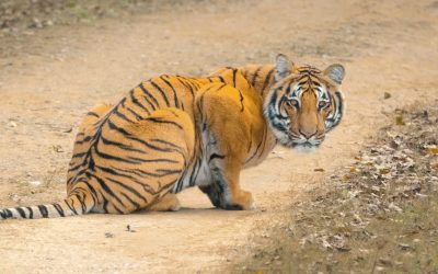 Tigre Safari à Parc national de Ranthambore en Inde