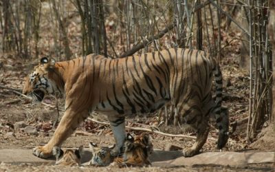 Safari de Tigre 