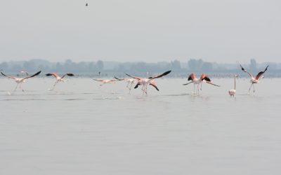 Voyage Ornithologique En Inde